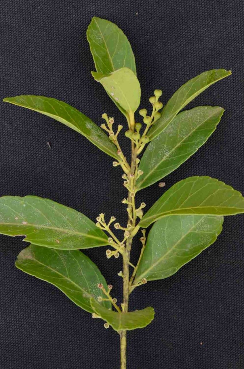 Ilex affinis leaf
