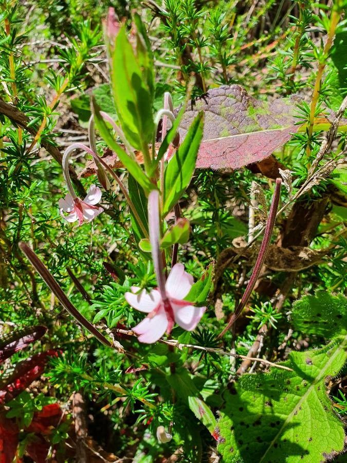 Epilobium stereophyllum flower