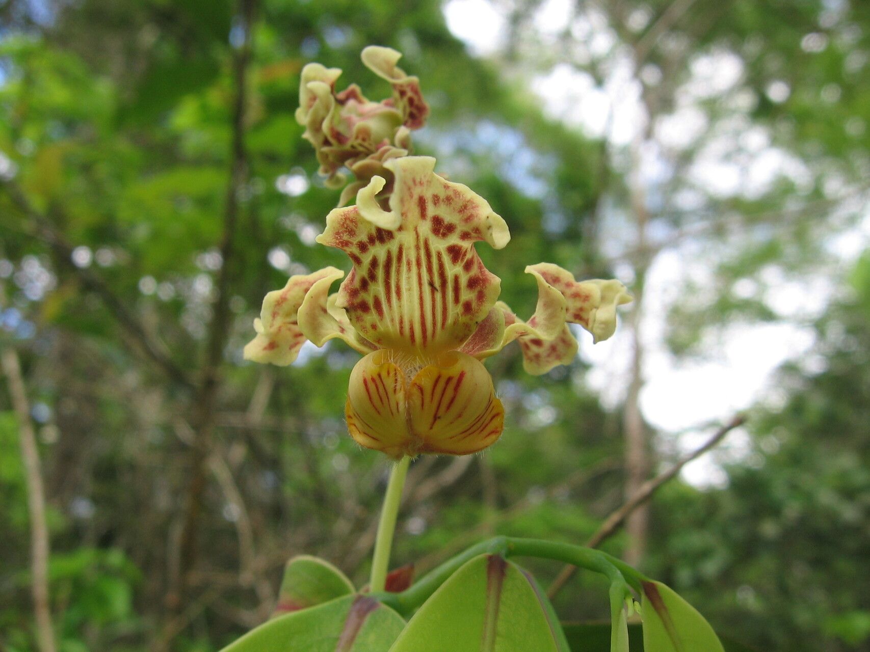 Monodora minor flower