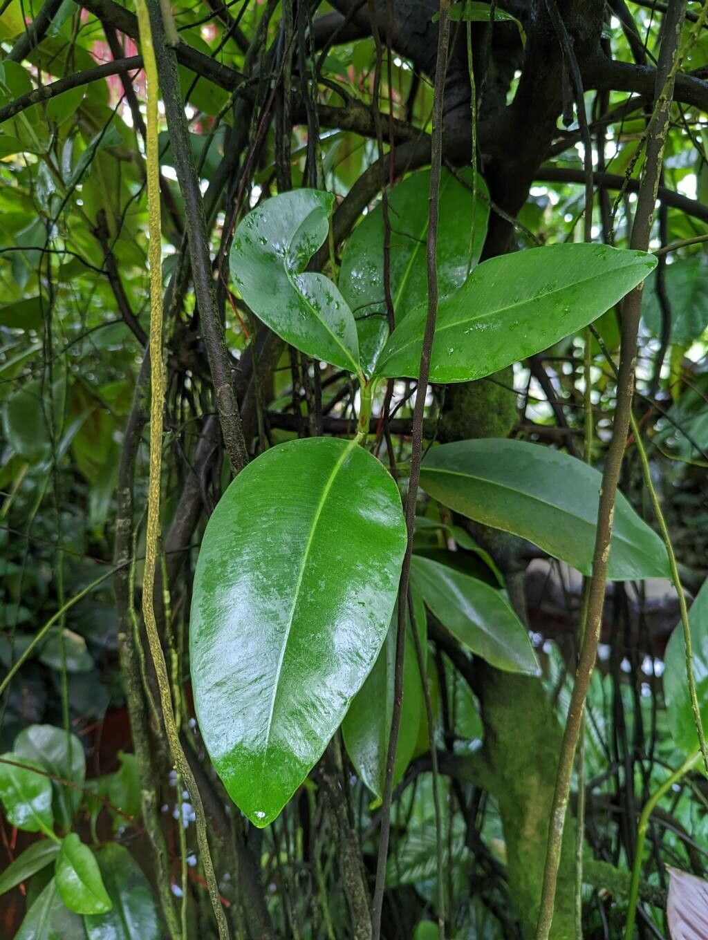Clusia schomburgkiana leaf