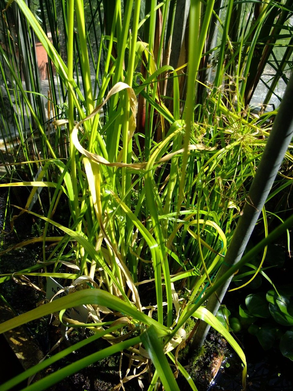 Cyperus textilis habit