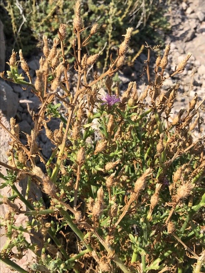 Centaurea dalmatica habit