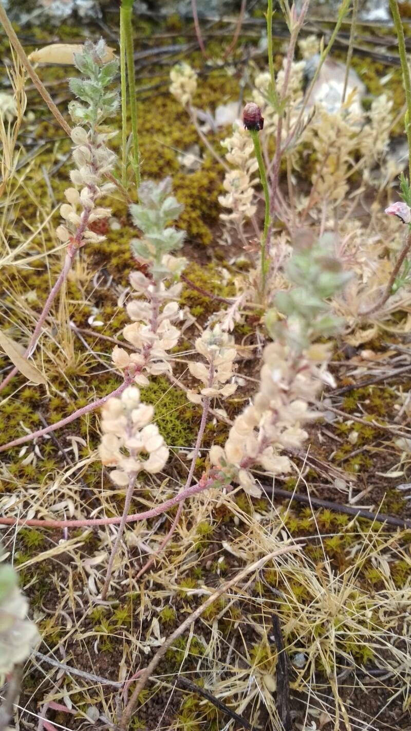 Alyssum simplex fruit