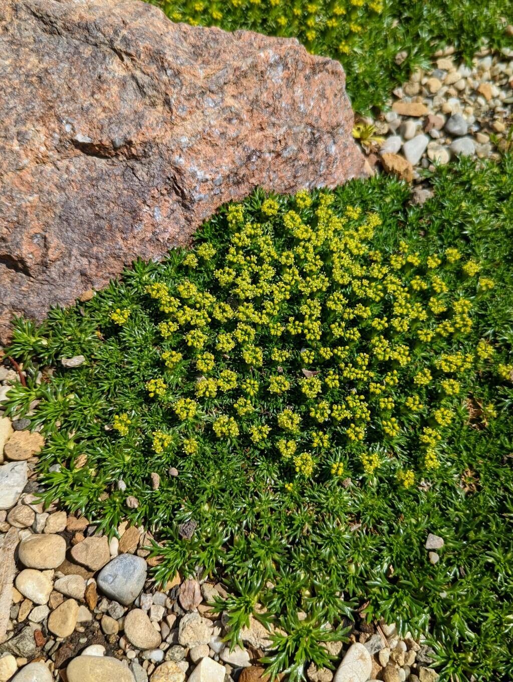 Azorella trifurcata flower