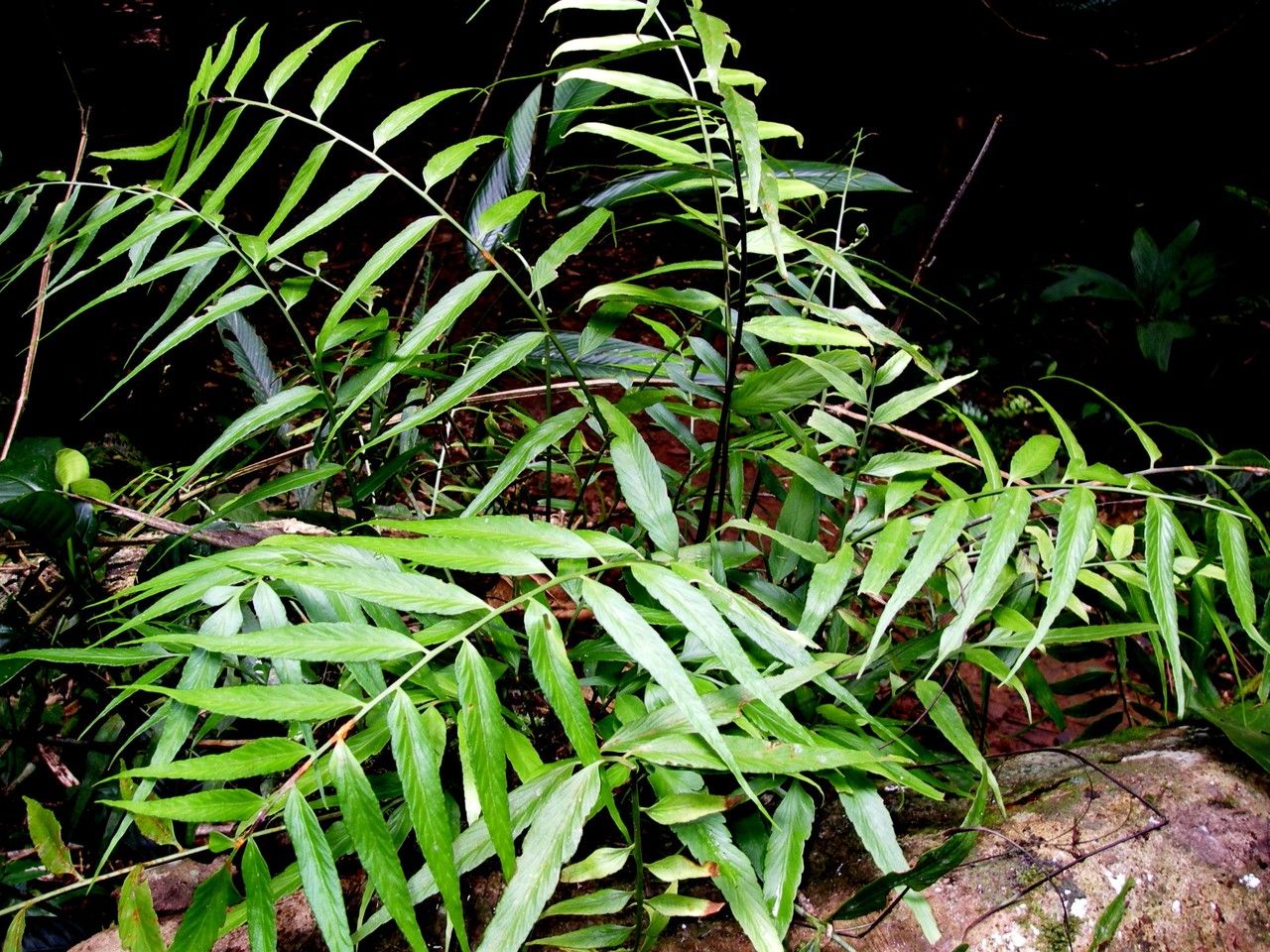 Asplenium juglandifolium habit