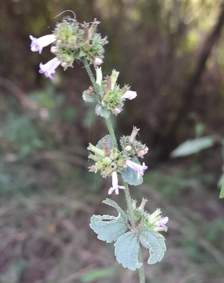 Hyptis mutabilis flower