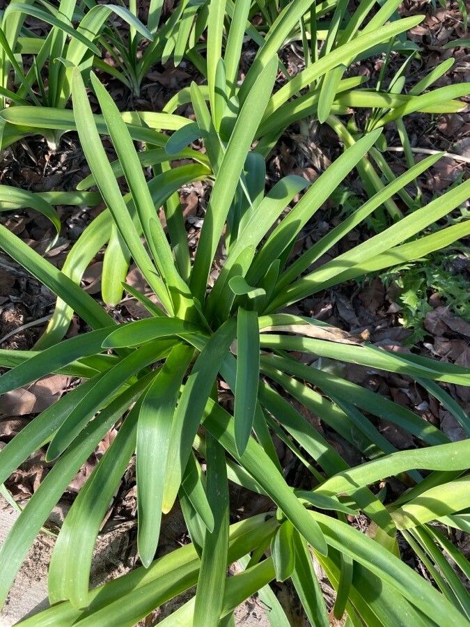 Agapanthus umbellatus leaf
