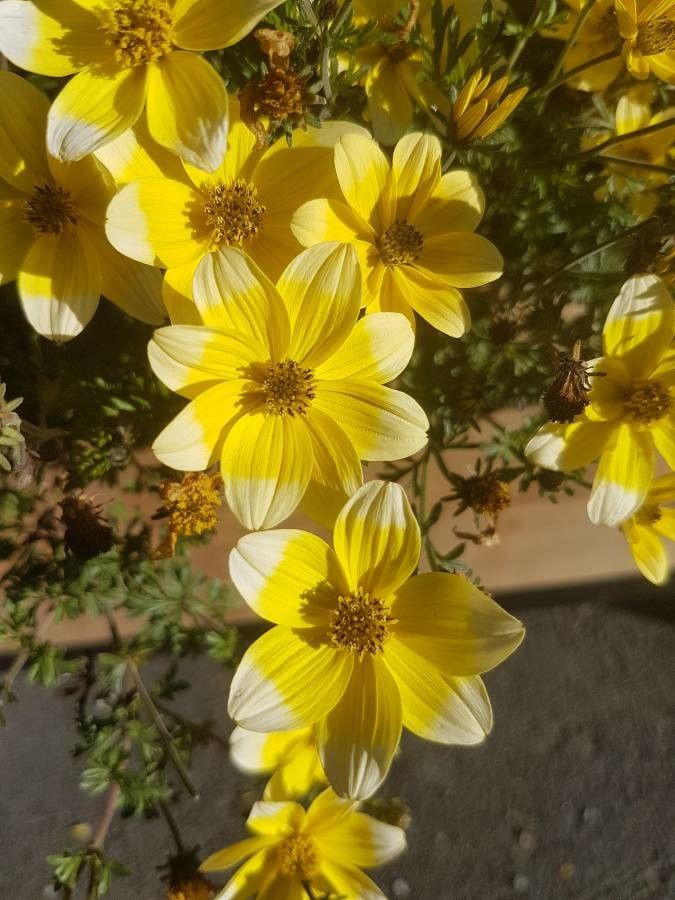 Bidens triplinervia flower