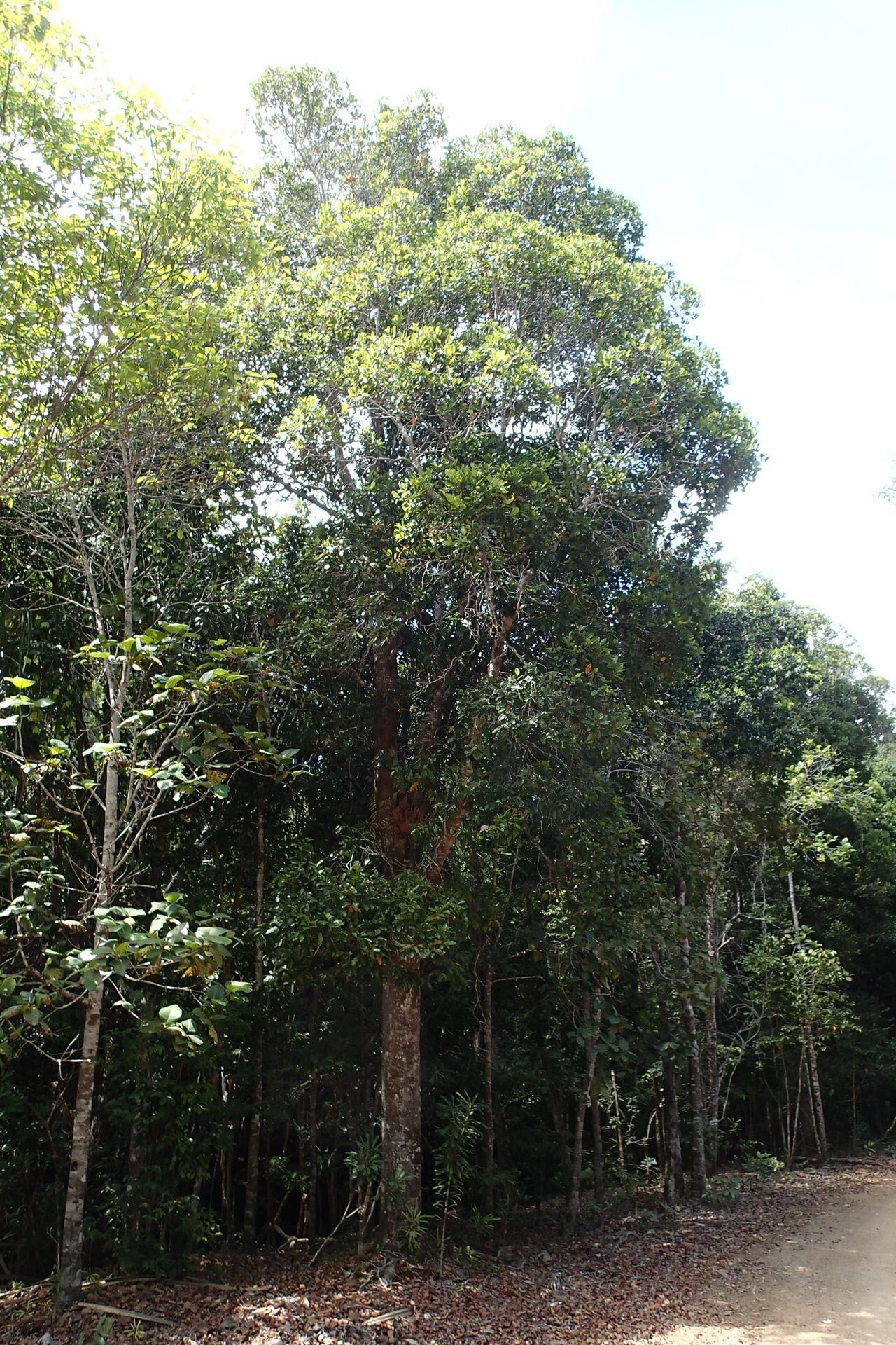 Syzygium balansae habit