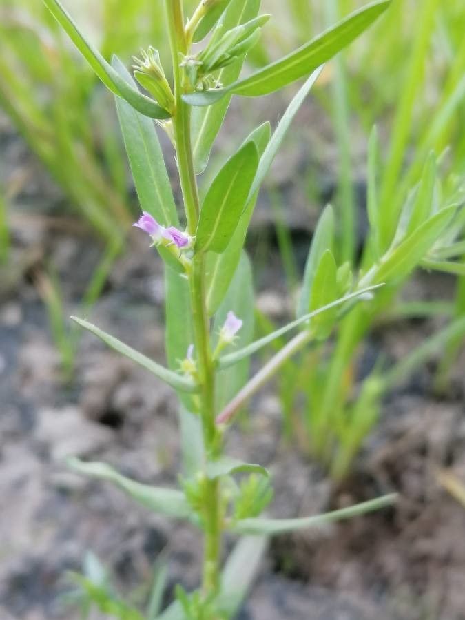 Lythrum hyssopifolia leaf