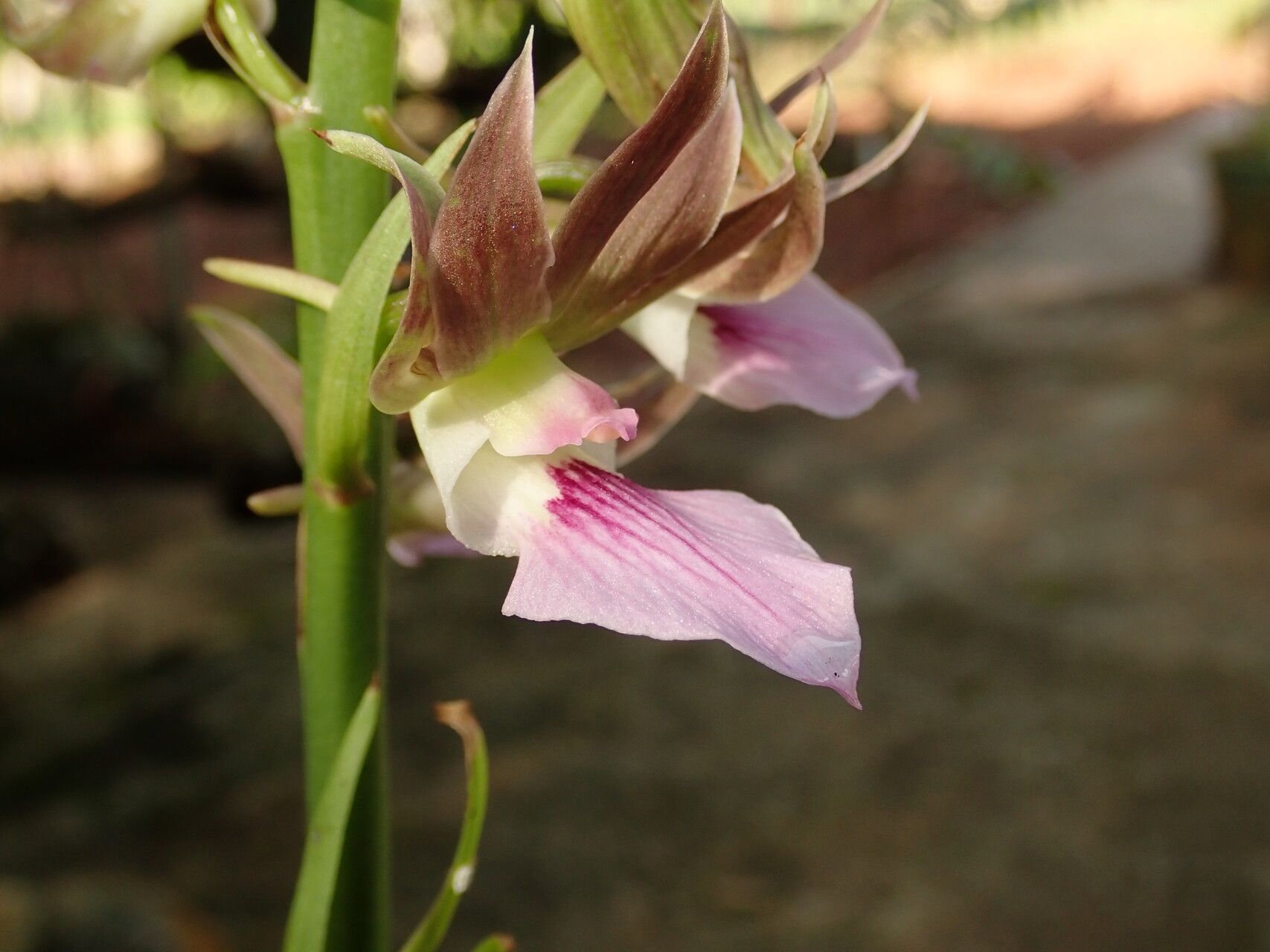 Eulophia guineensis flower