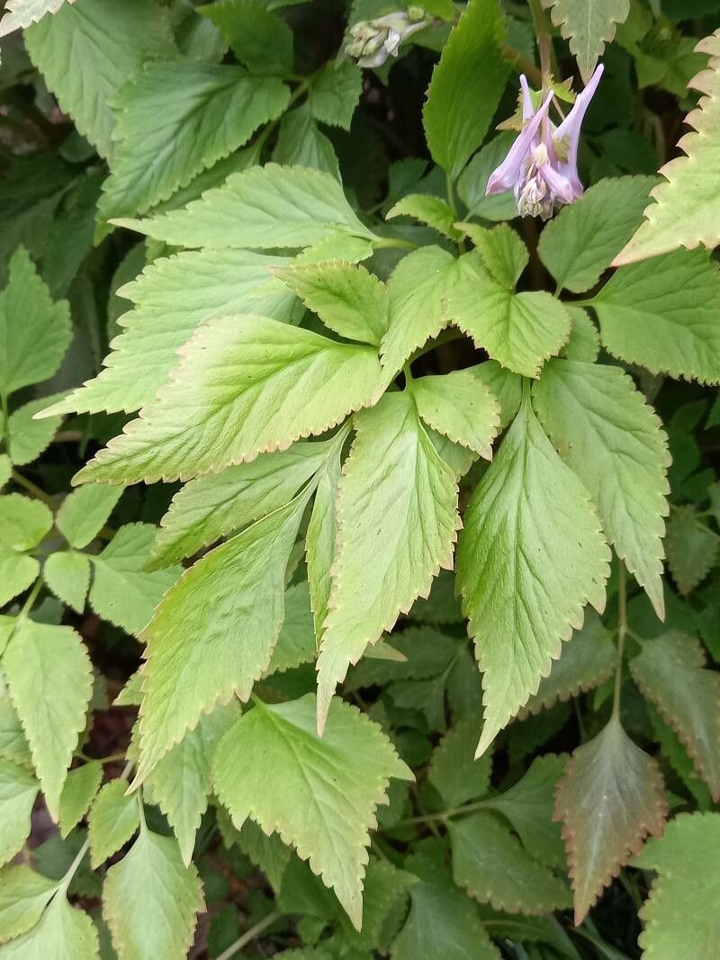 Corydalis quantmeyeriana leaf