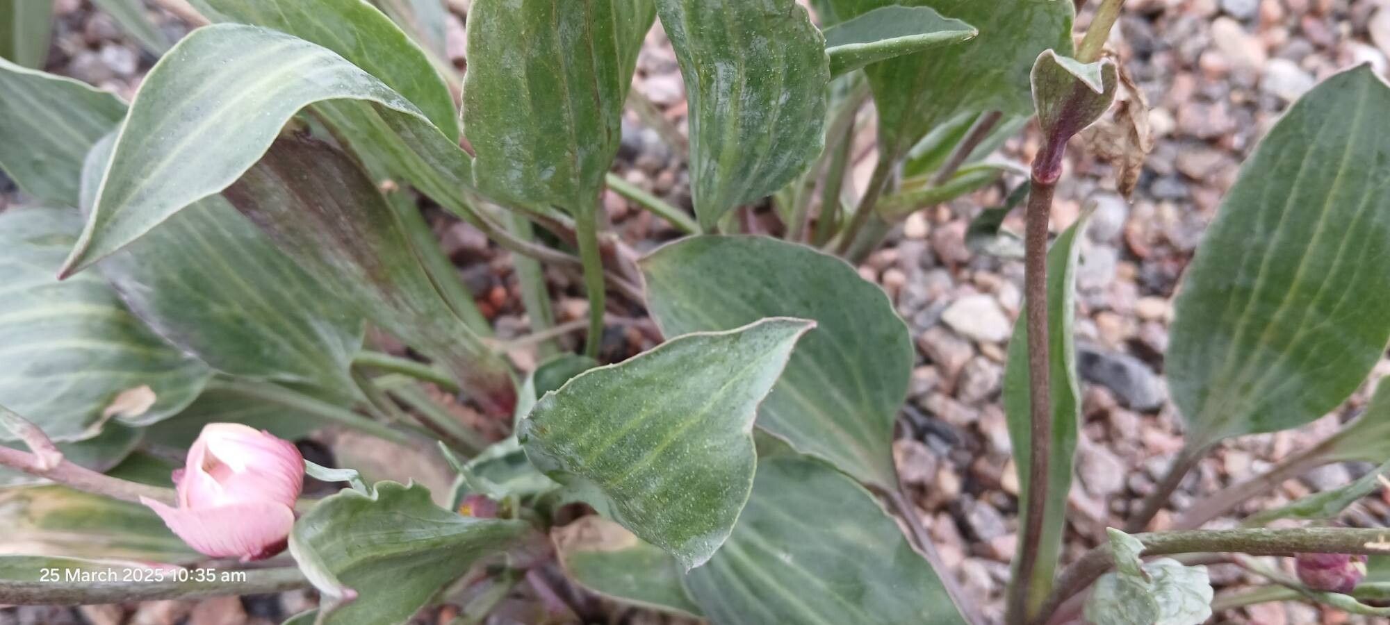 Ranunculus calandrinioides — search result for 'with one species native to North Africa'
