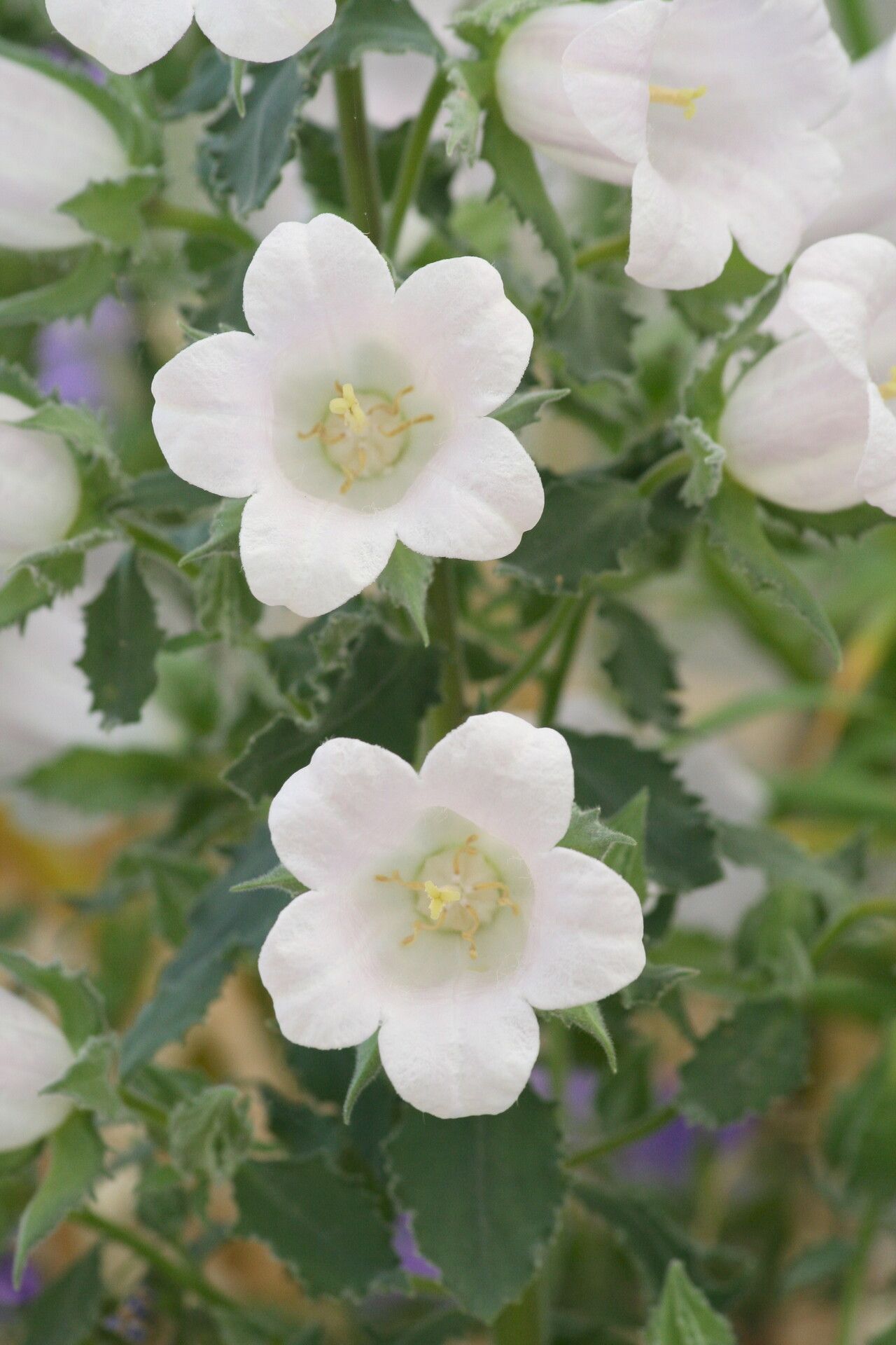 Campanula formanekiana — houseplant care guide