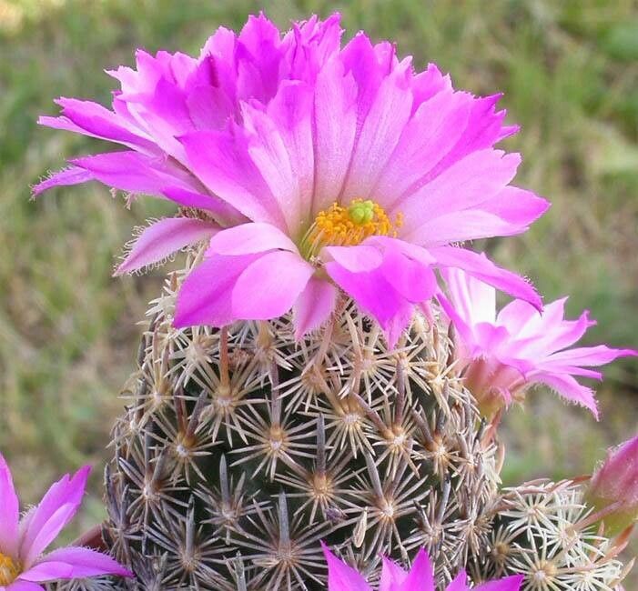 Escobaria minima habit
