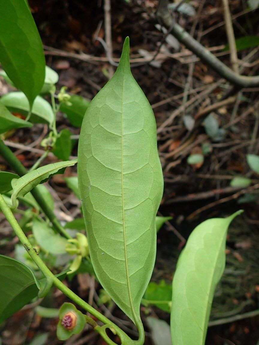 Artabotrys crassipetalus other