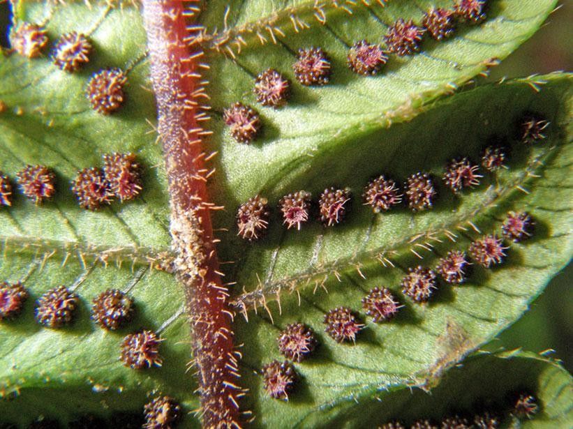 Thelypteris francoana bark