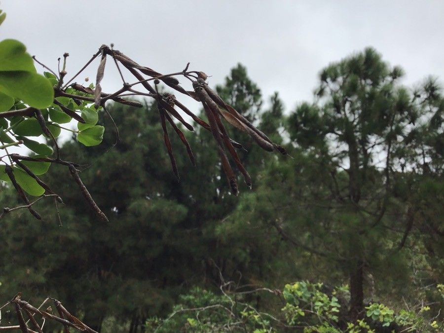 Dorycnium broussonetii fruit