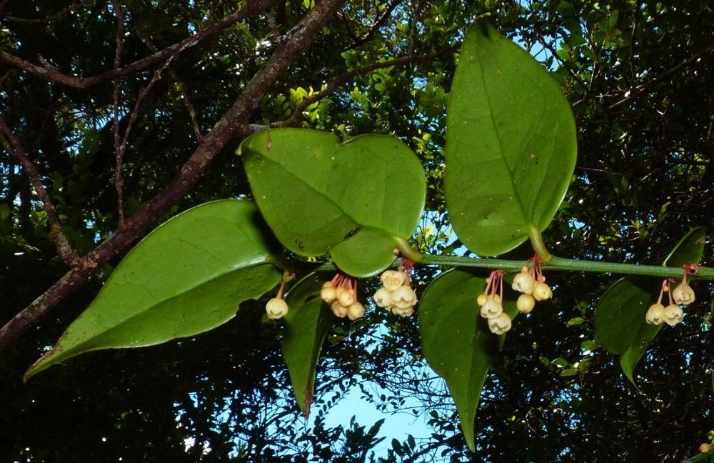 Phyllanthus parainduratus flower