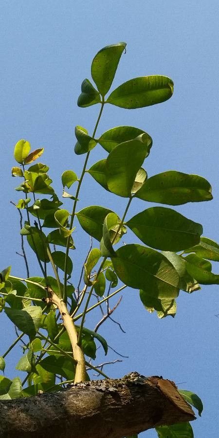 Spondias pinnata — search result for 'Solomon Islands'