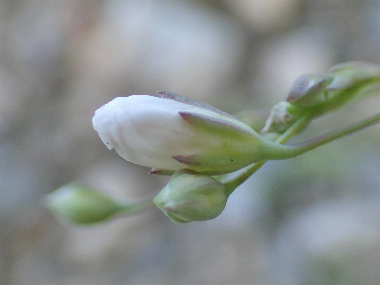 Gypsophila Repens fruit