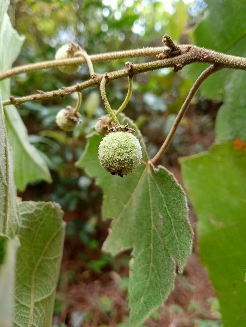 Croton goudotii fruit