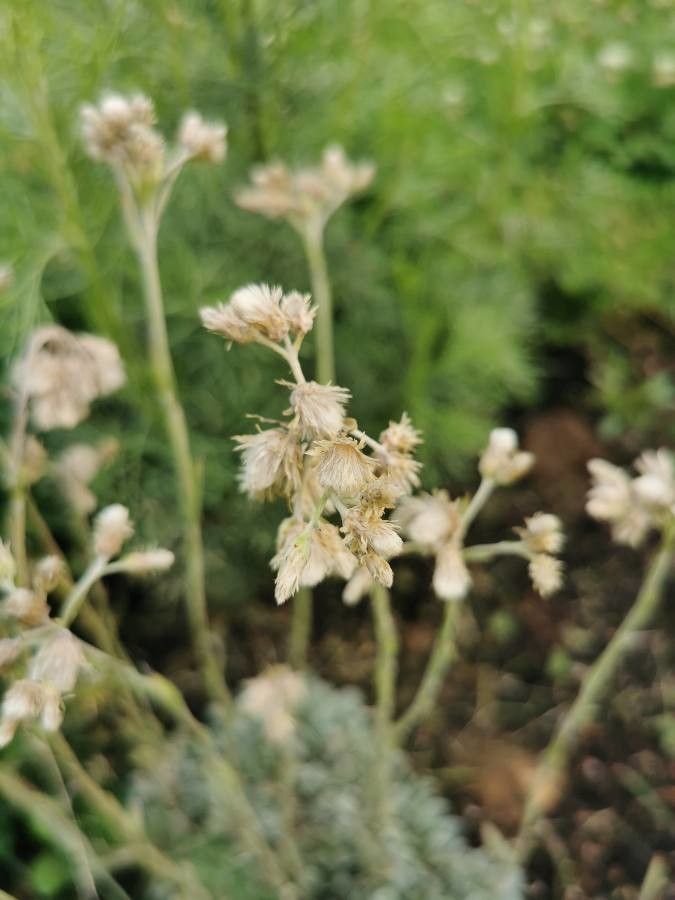 Antennaria parvifolia fruit