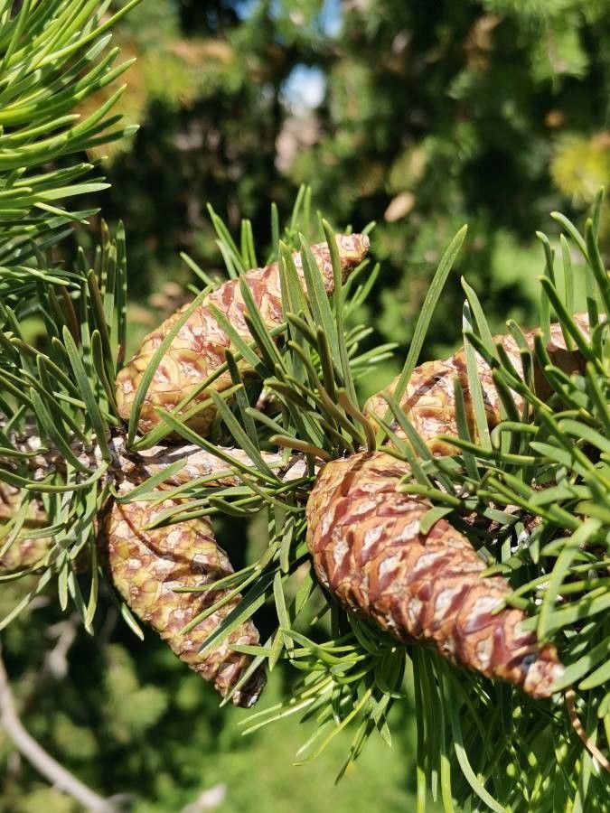 Pinus banksiana fruit