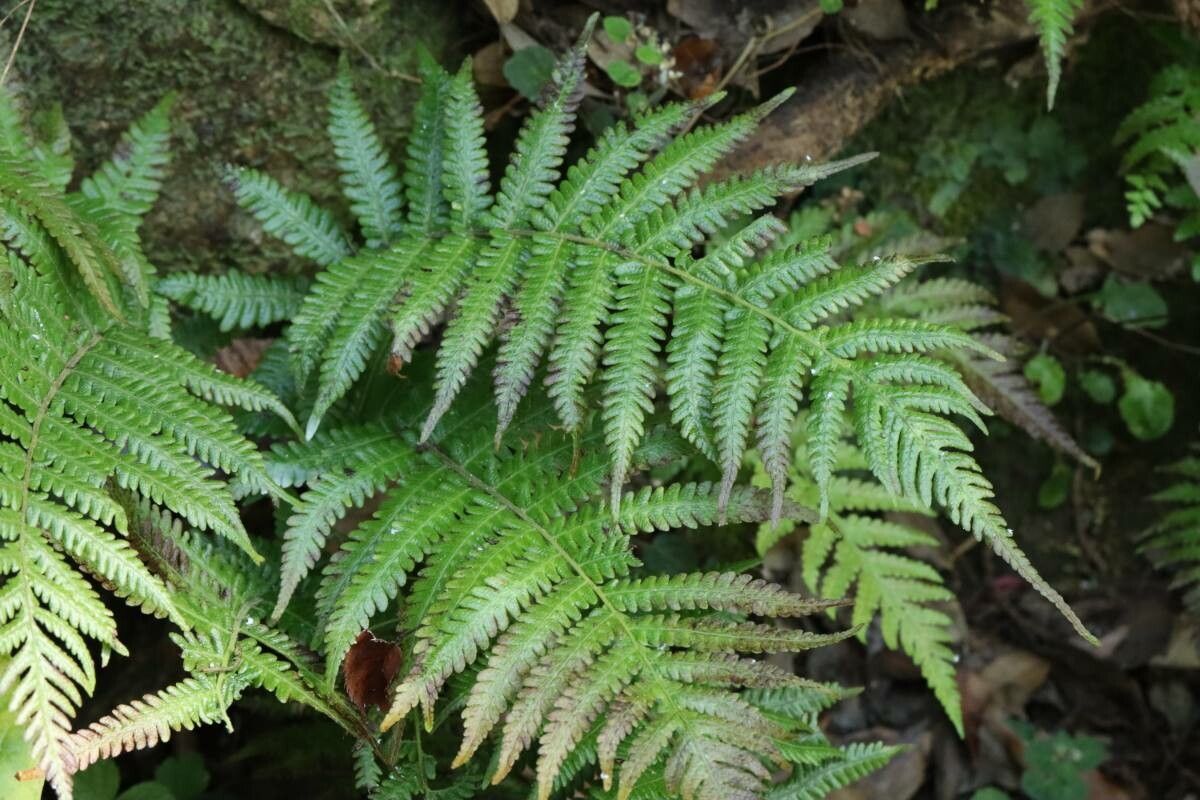 Deparia × musashiensis — houseplant care guide