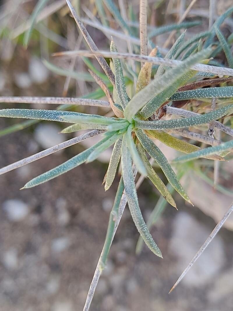 Acantholimon scorpius — houseplant care guide