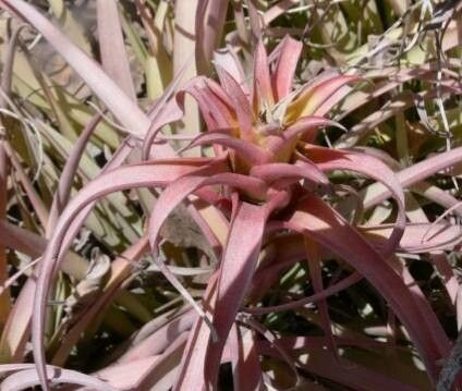 Tillandsia rhodocephala habit