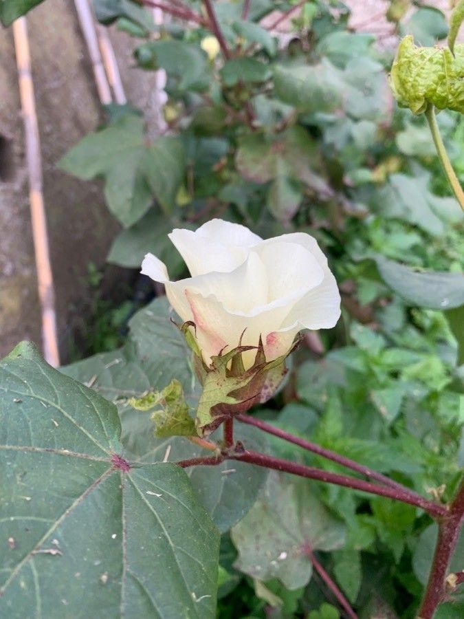 Gossypium hirsutum flower