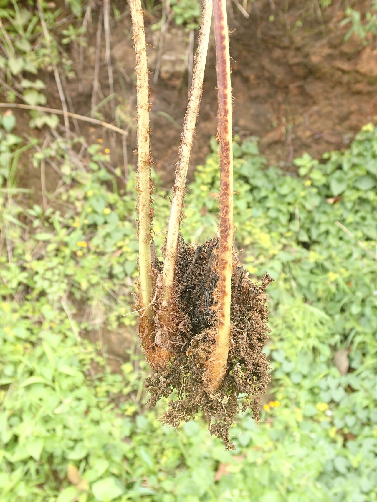 Dryopteris athamantica other