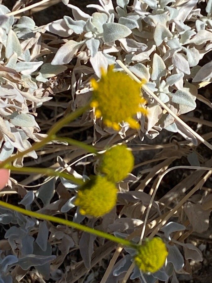 Encelia farinosa flower