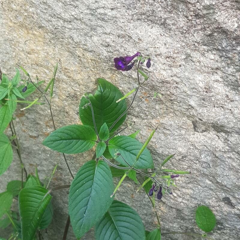 Streptocarpus nobilis — search result for 'Streptocarpus'