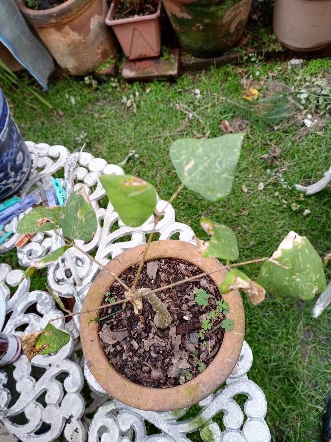 Erythrina coralloides leaf