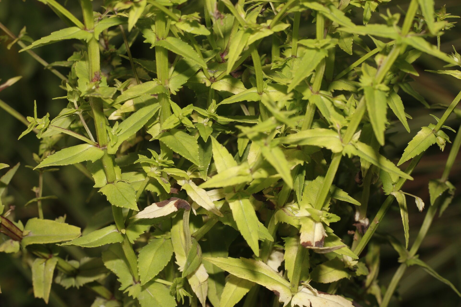Bacopa laxiflora habit