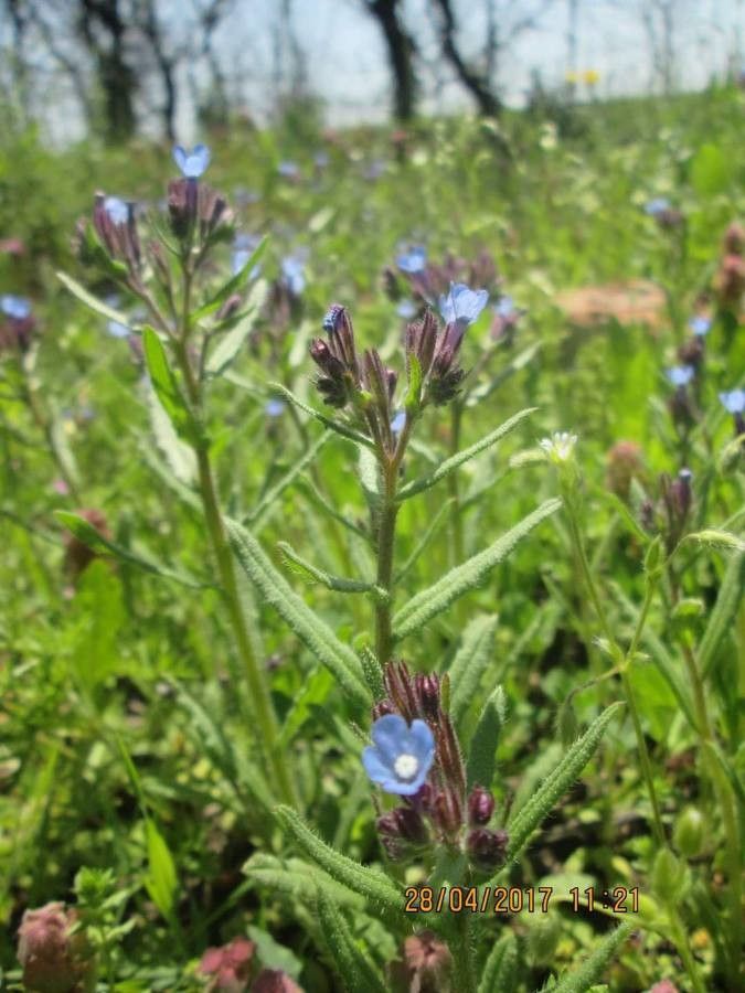 Anchusa thessala — search result for 'Anchusa'