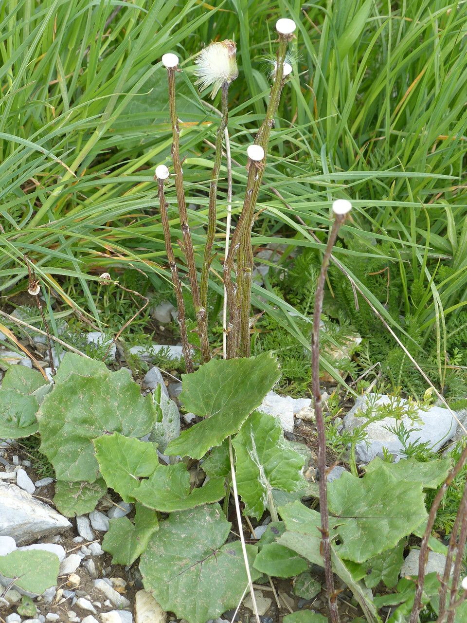 Homogyne alpina leaf
