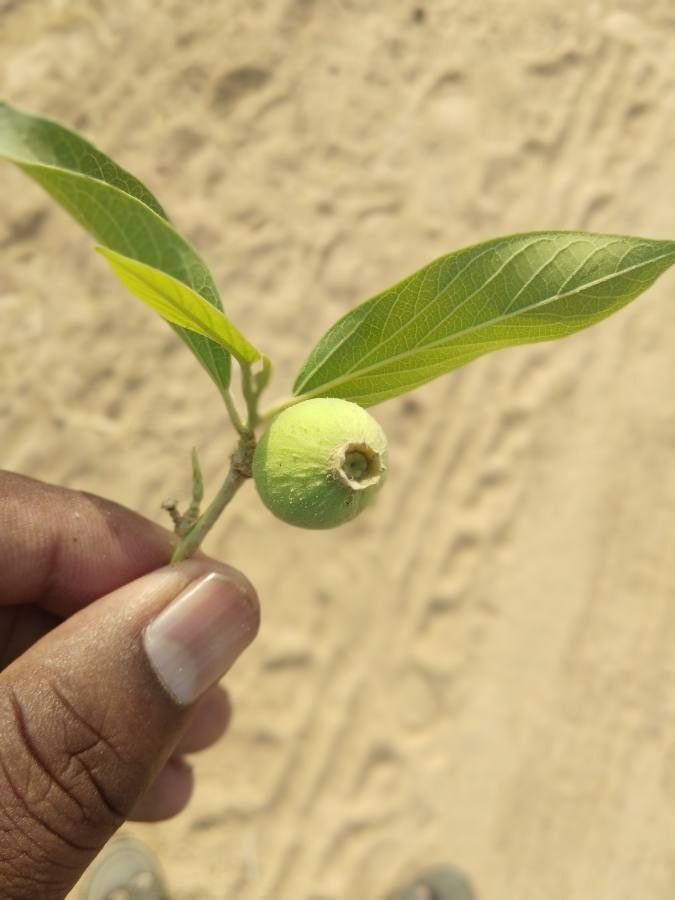 Alangium salviifolium fruit
