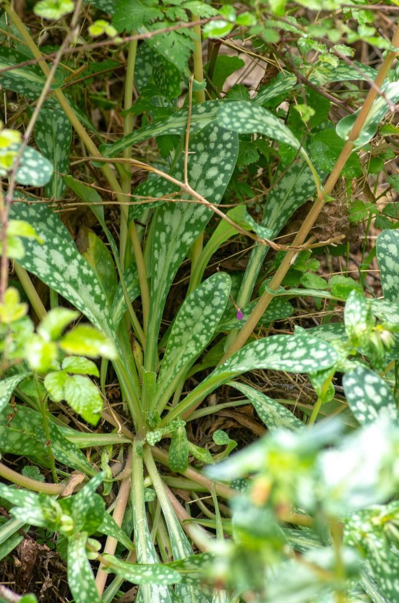 Cerinthe tenuiflora leaf