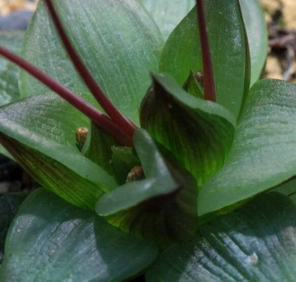 Bulbine inamarxiae — search result for 'Bulbine'