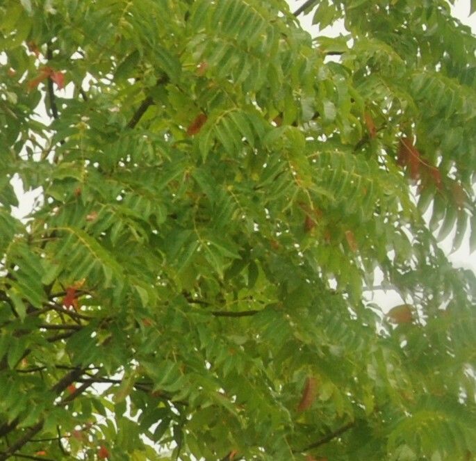 Garuga floribunda leaf