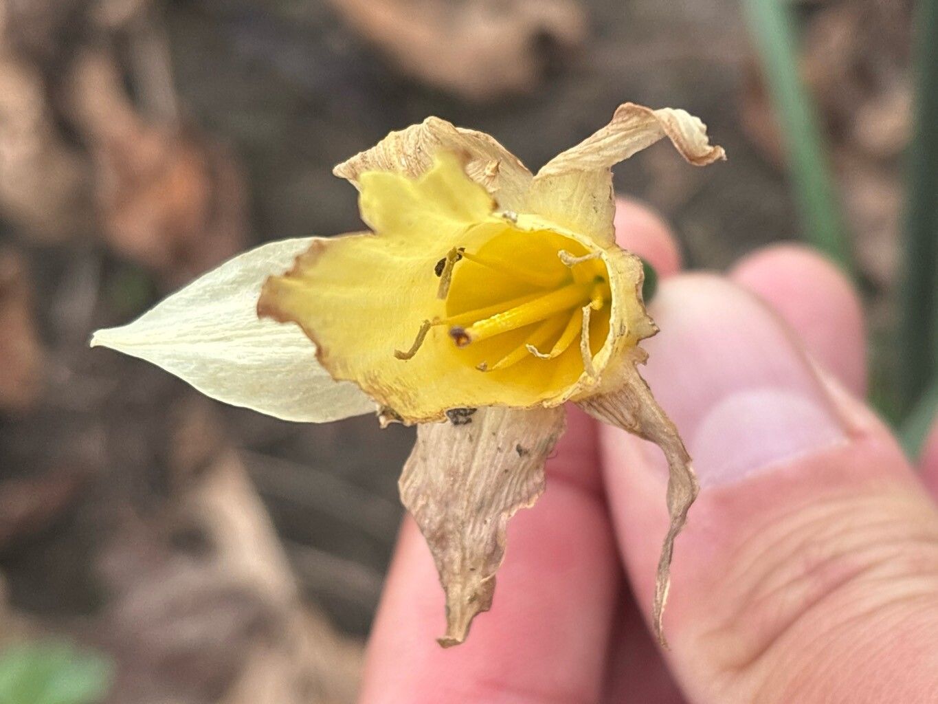 Narcissus pallidiflorus flower