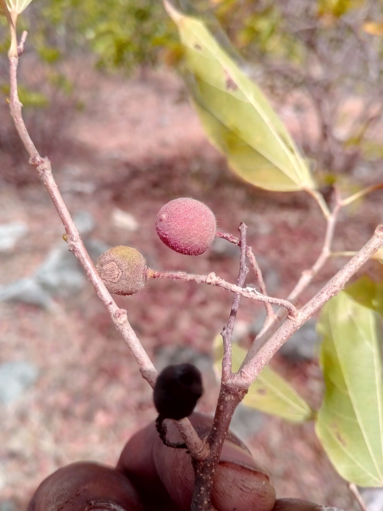 Grewia triflora fruit