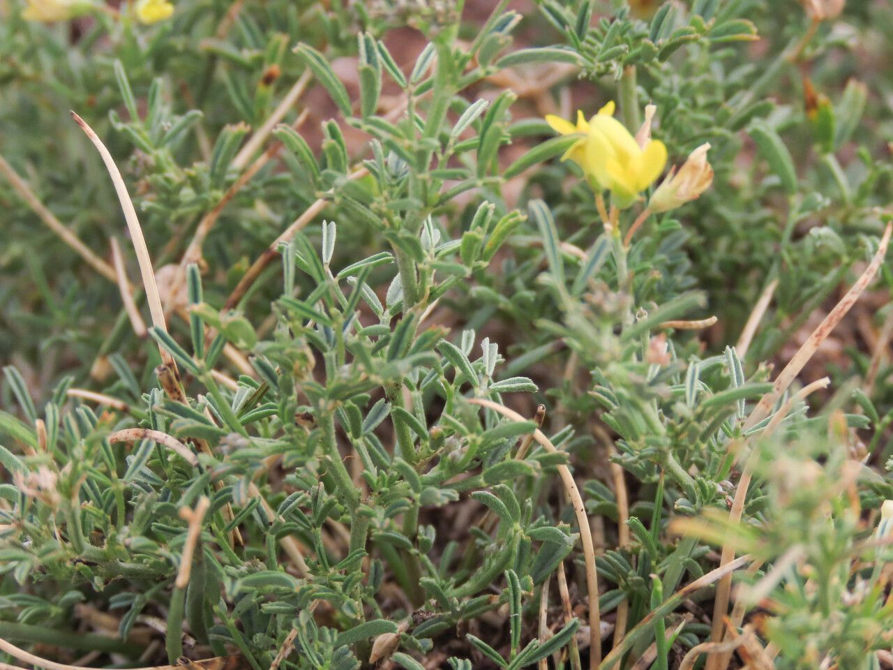 Medicago prostata — houseplant care guide