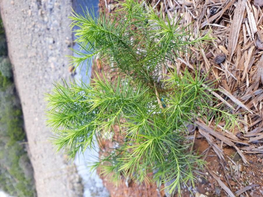 Callitris sulcata habit