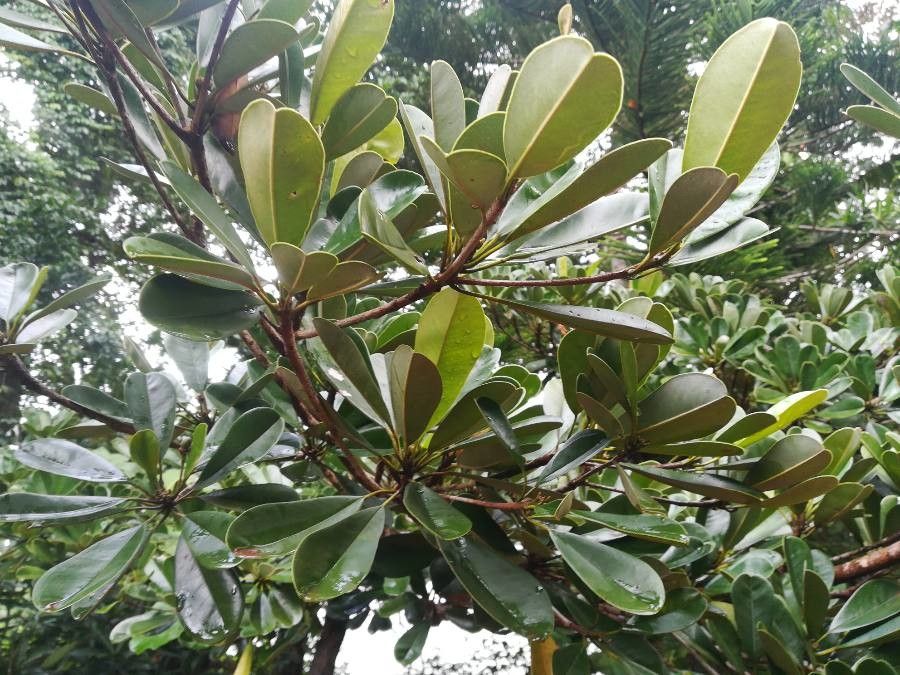 Manilkara dissecta — houseplant care guide