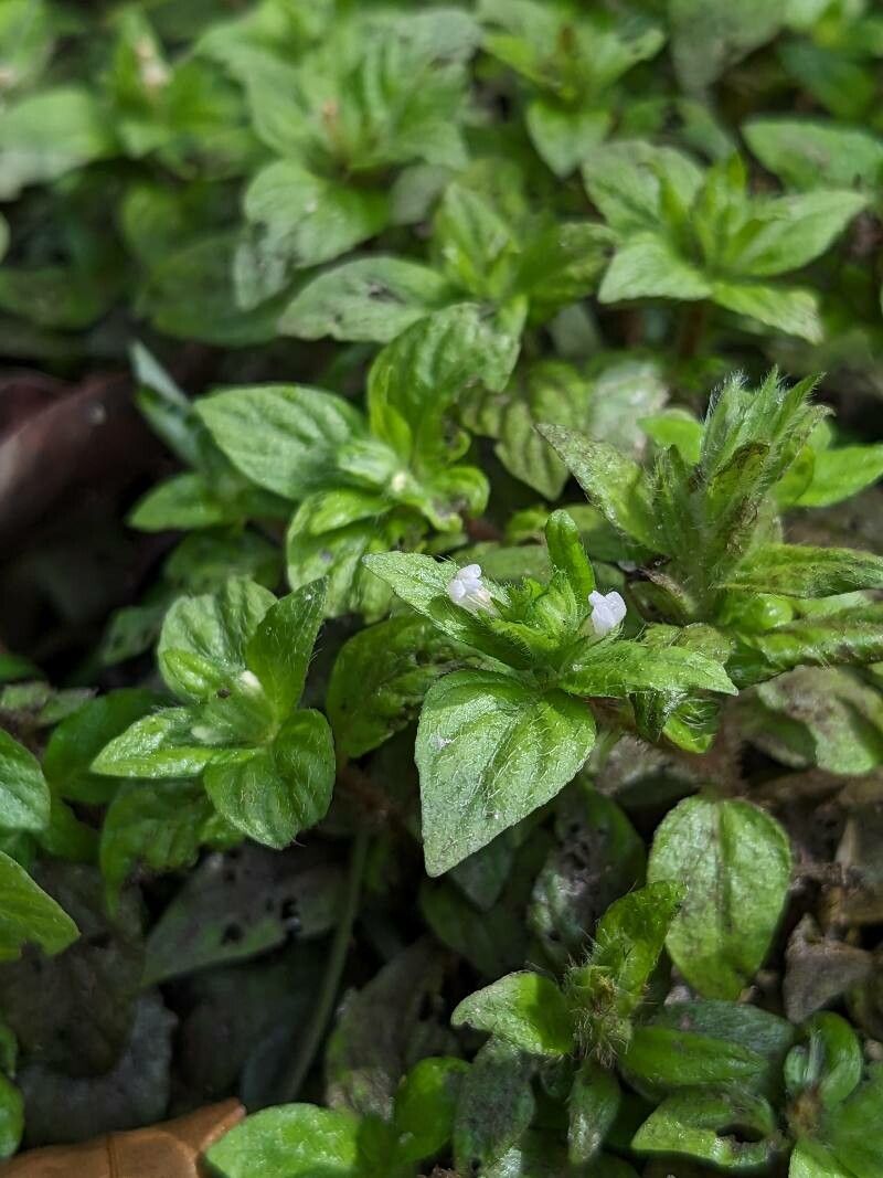 Staurogyne miqueliana — search result for 'Staurogyne'