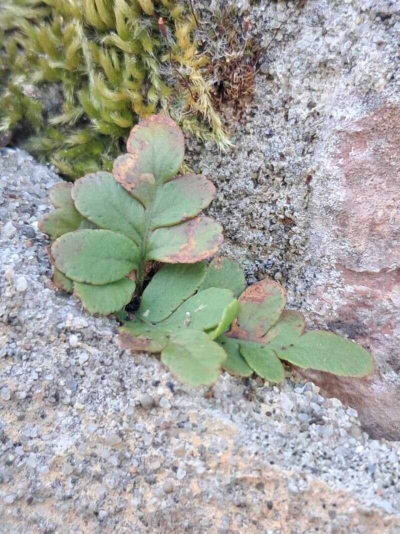 Polypodium hesperium leaf